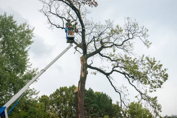 Eastover, NC Tree Care Services Company