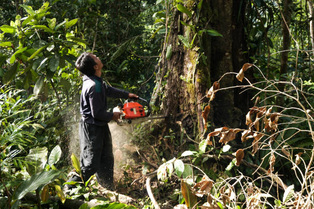 Best Root Management and Removal  in Eastover, NC