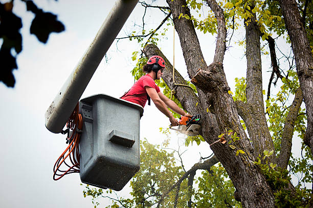 How Our Tree Care Process Works  in  Eastover, NC